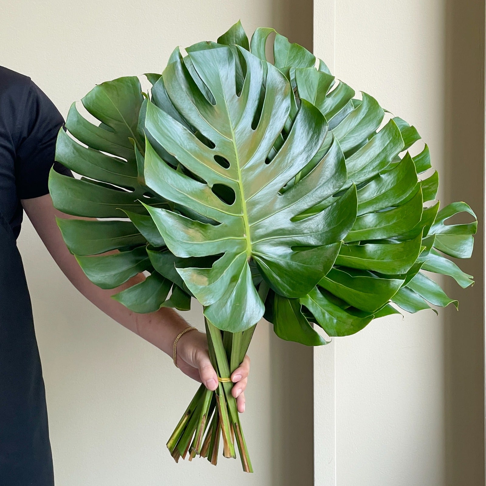 Monstera Leaves Medium (10 Stems)