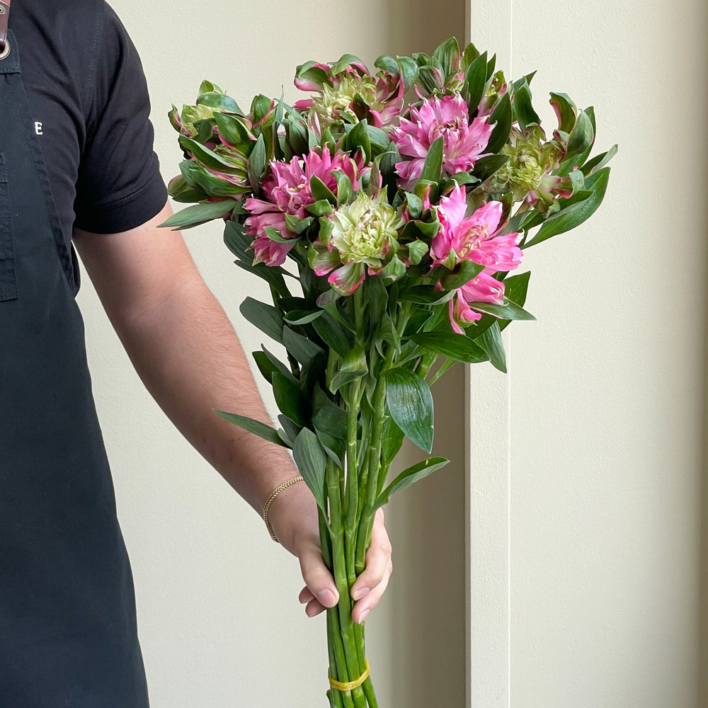 Alstroemerias - Fash Sofiena Pink