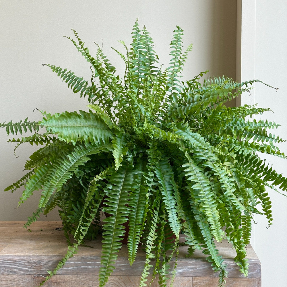 Boston Fern Plant - Brown Pot