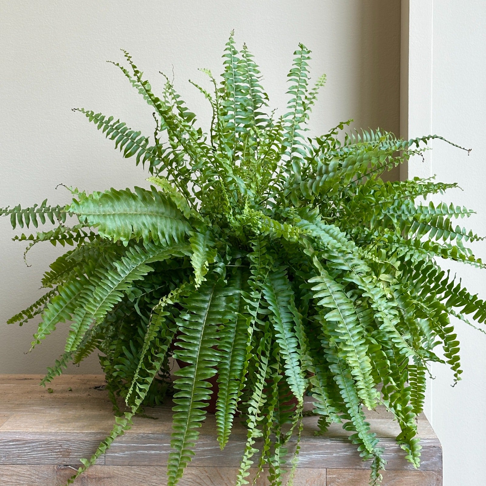Boston Fern Plant - Brown Pot