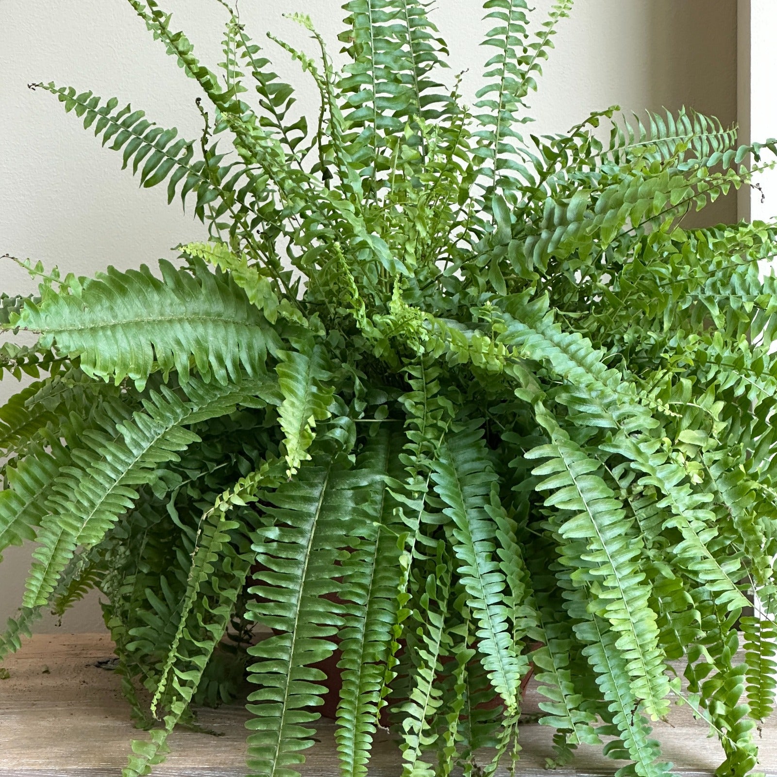 Boston Fern Plant - Brown Pot