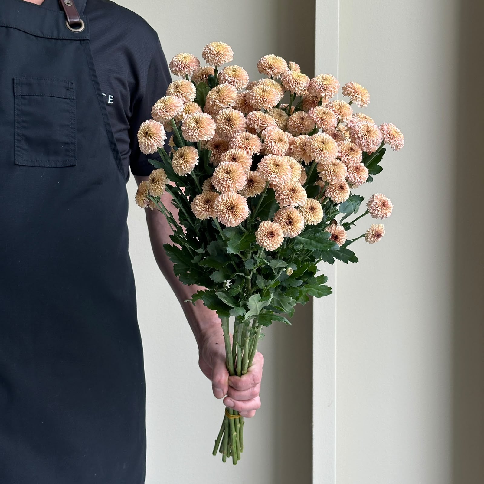 Chrysanthemum - Santini Doria Salmon (10 Stem)