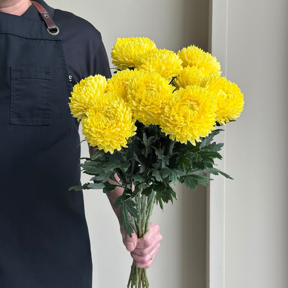 Chrysanthemum Peony - Yellow