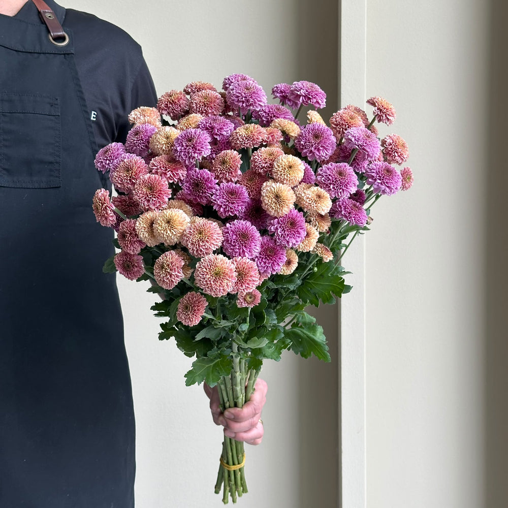 Chrysanthemum Santini - Doria Mix (15 Stem)