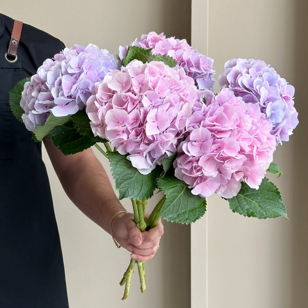 Hydrangeas - Verena Blue-Lilac