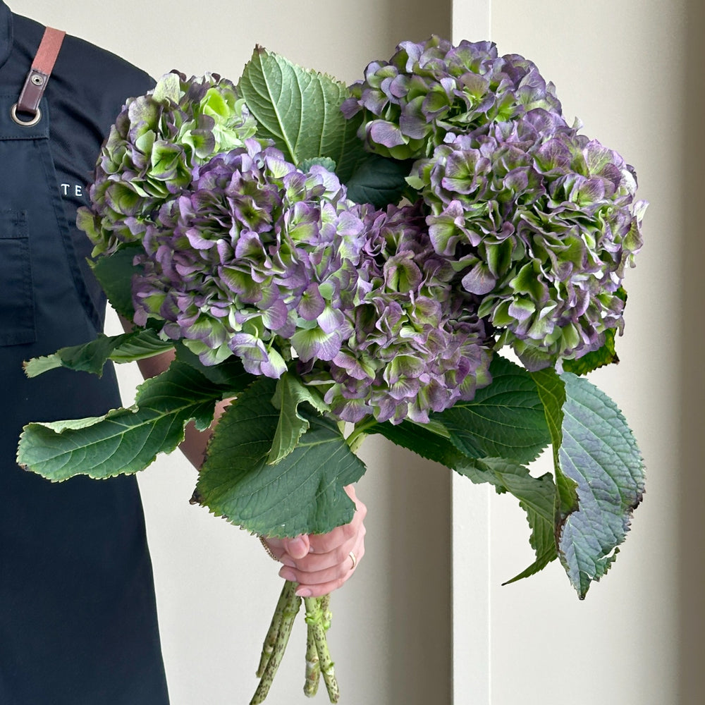 Hydrangeas - Verena Classic Blue