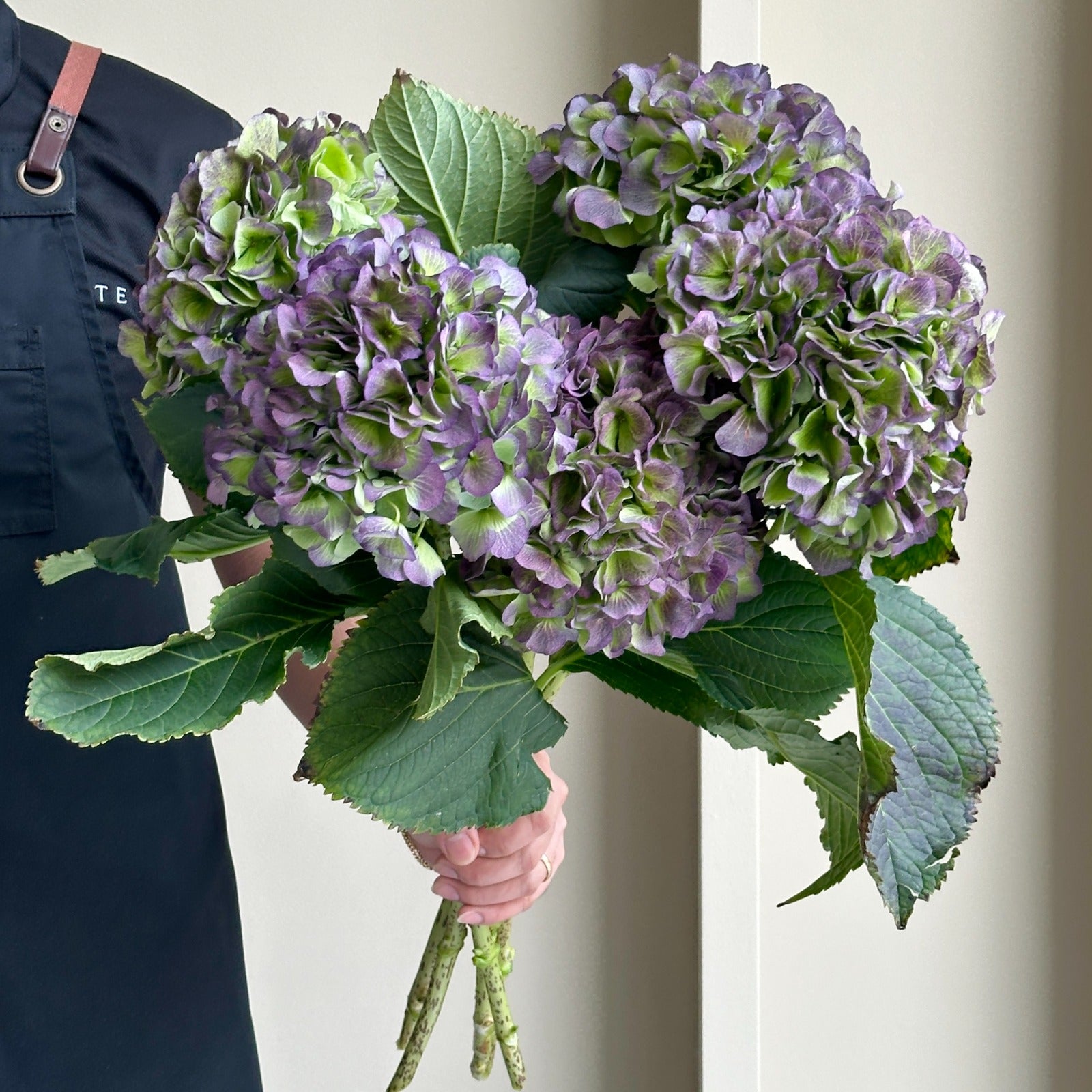 Hydrangeas - Verena Classic Blue
