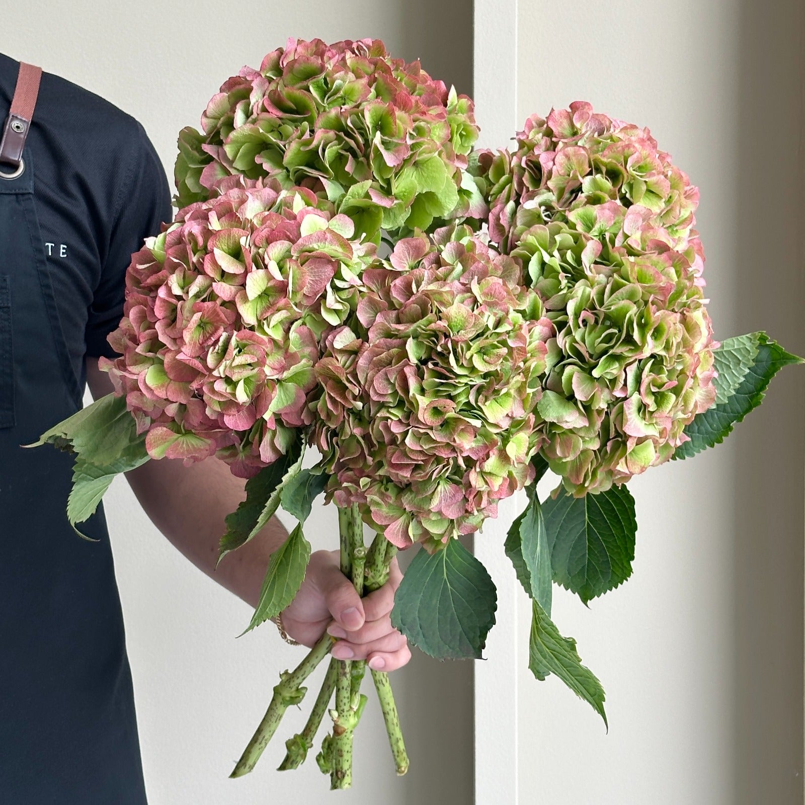 Hydrangeas - Verena Classic