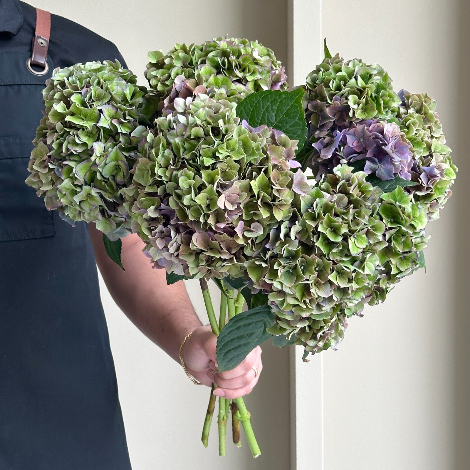 Hydrangeas - Rodeo Classic Green-Lilac