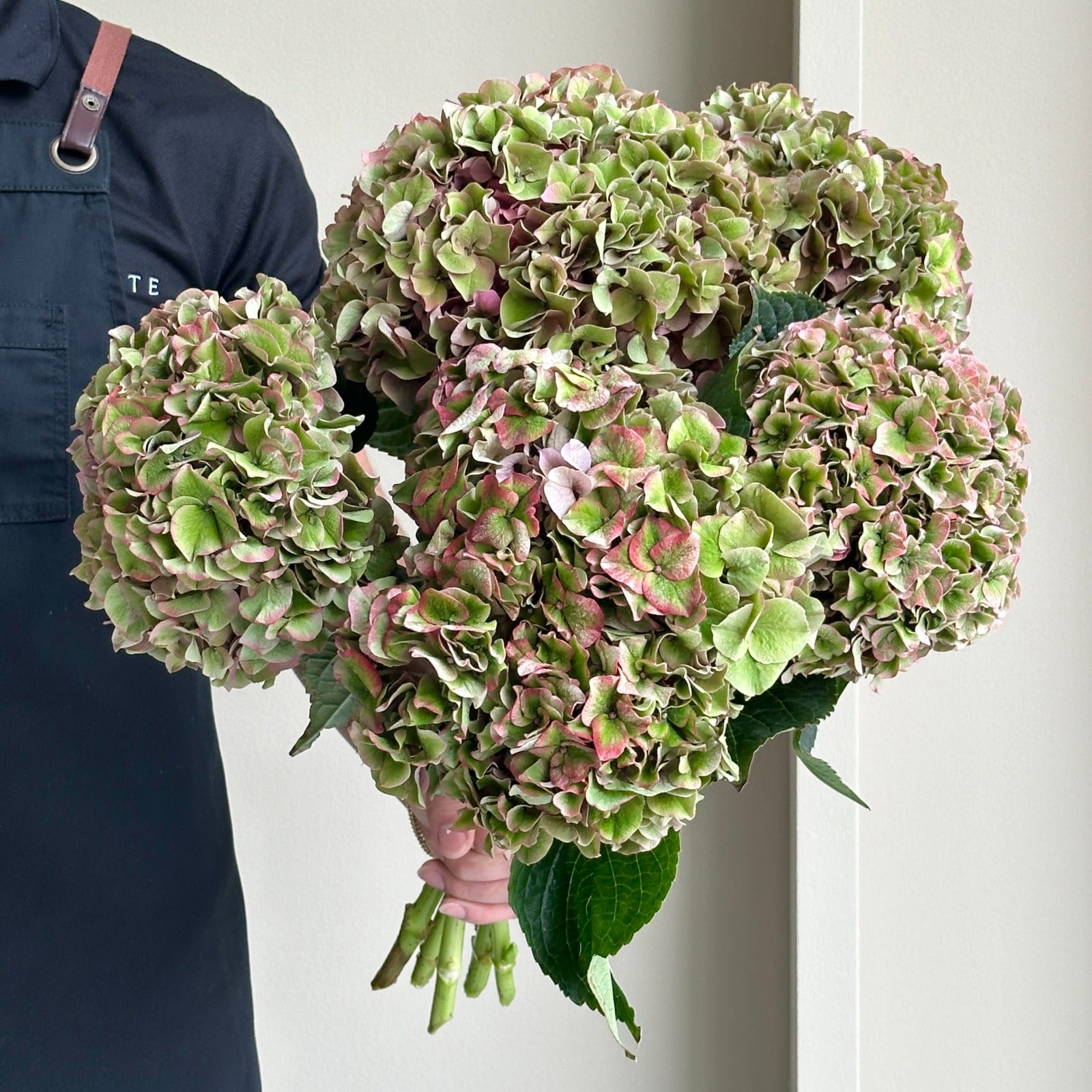 Hydrangeas - Rodeo Classic
