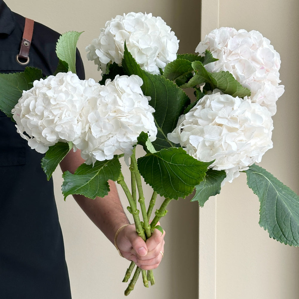 Hydrangeas - Verena White