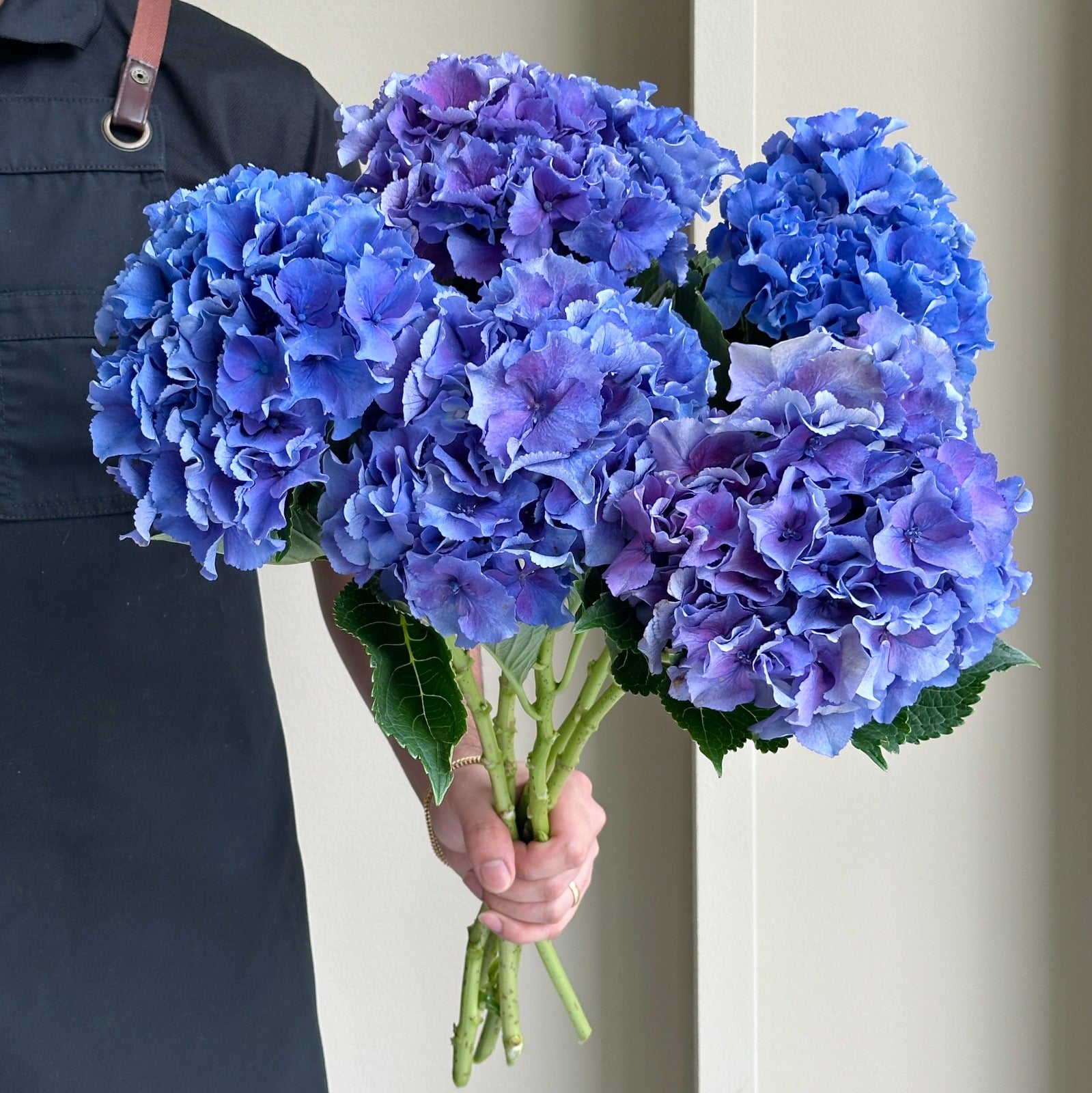 Hydrangeas - Royal Parade Classic