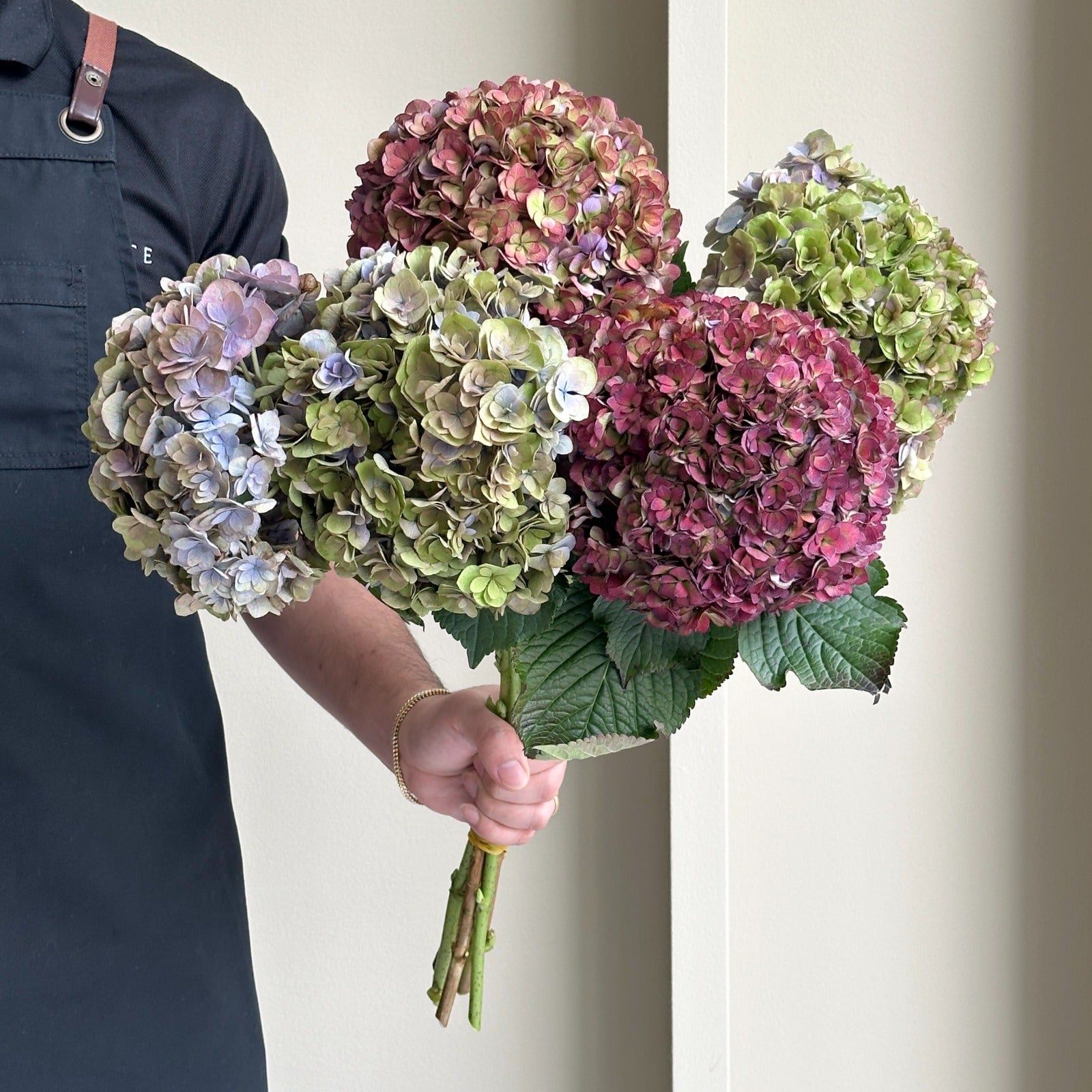 Hydrangeas - Royal Anastasia Classic