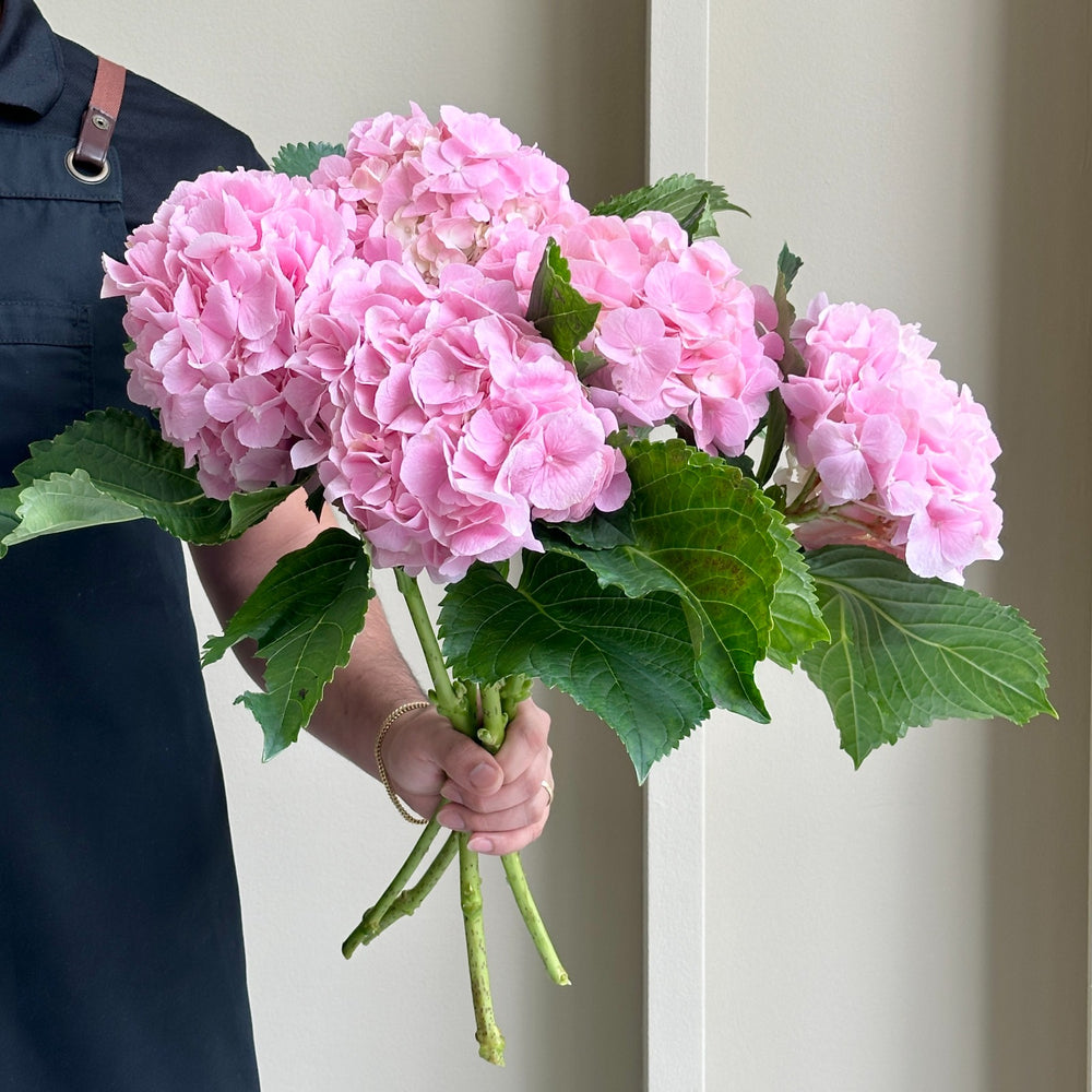 Hydrangeas - Verena Pink