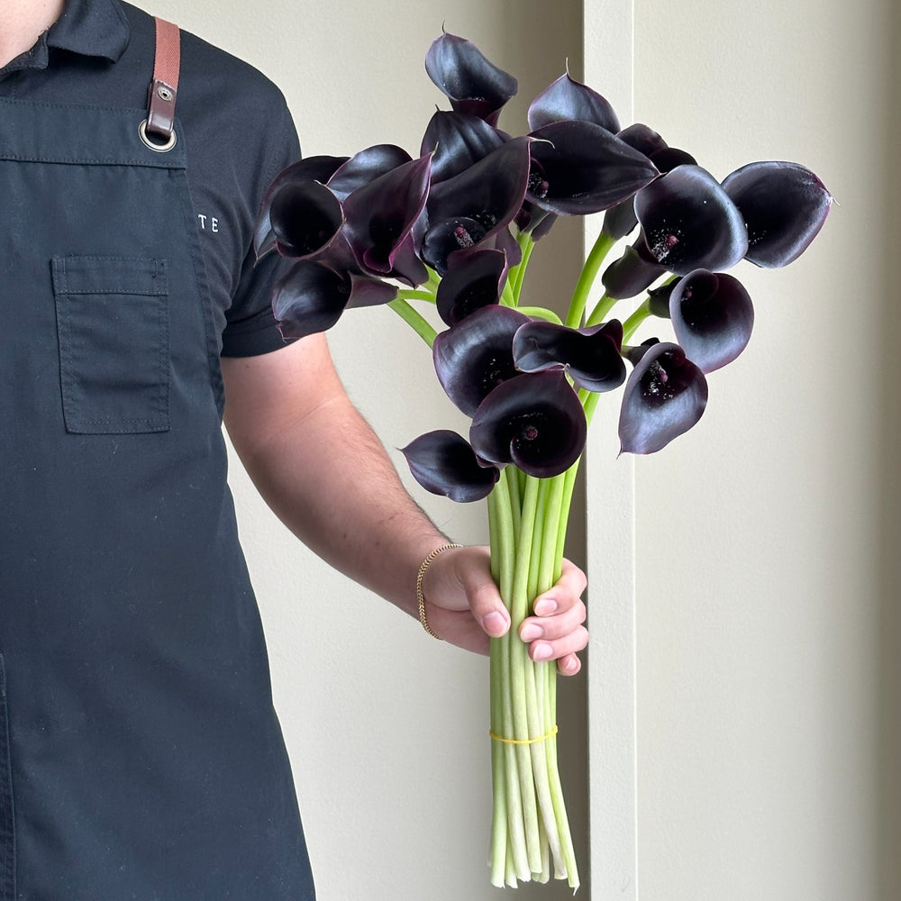 Calla Lily - Odessa Black