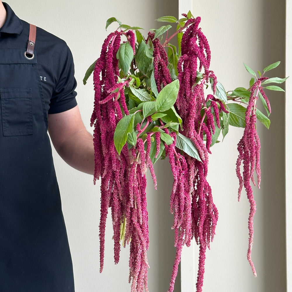Amaranthus Hanging Love Lies Bleeding