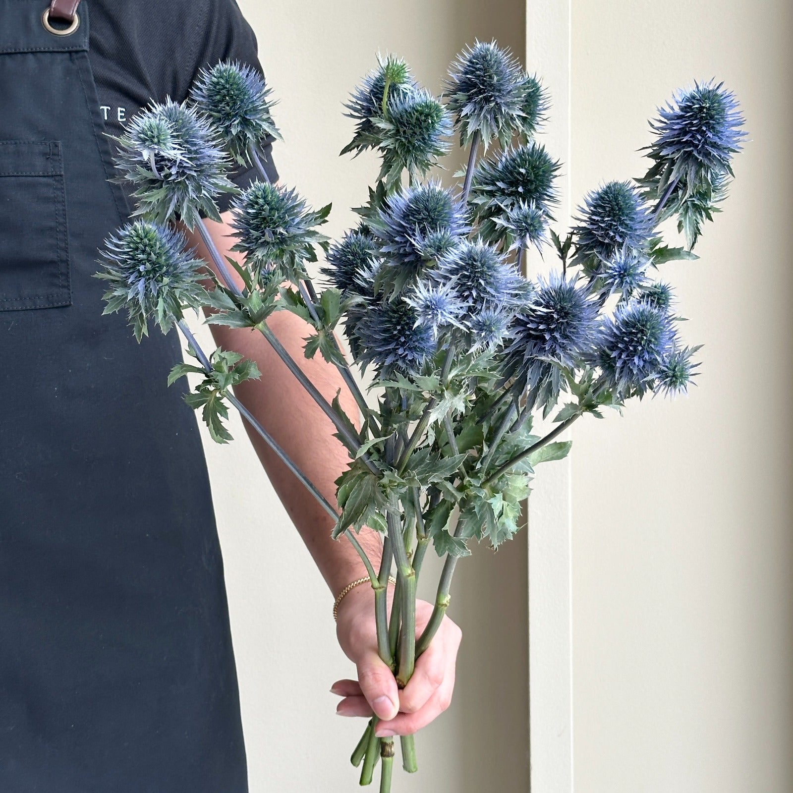 Eryngium Scorpius Questar Super (5 Stem)