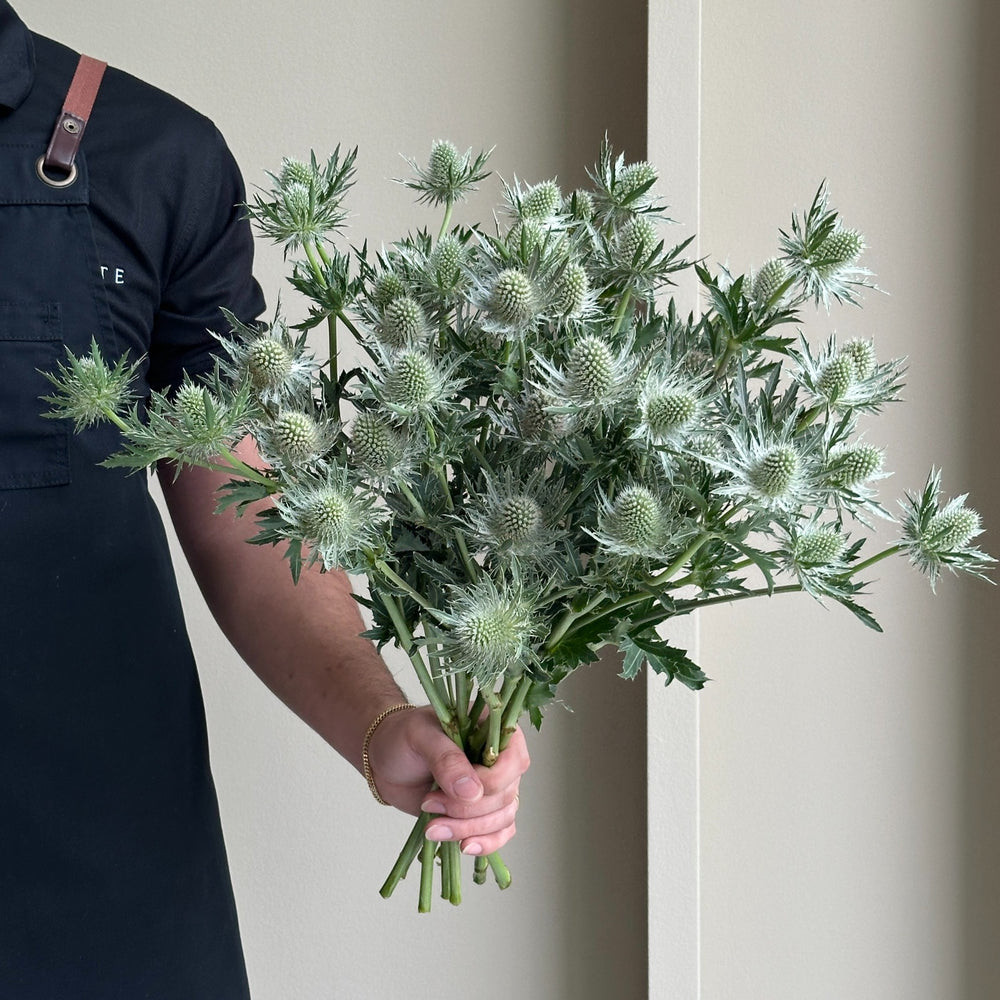 Eryngium Gemini Questar