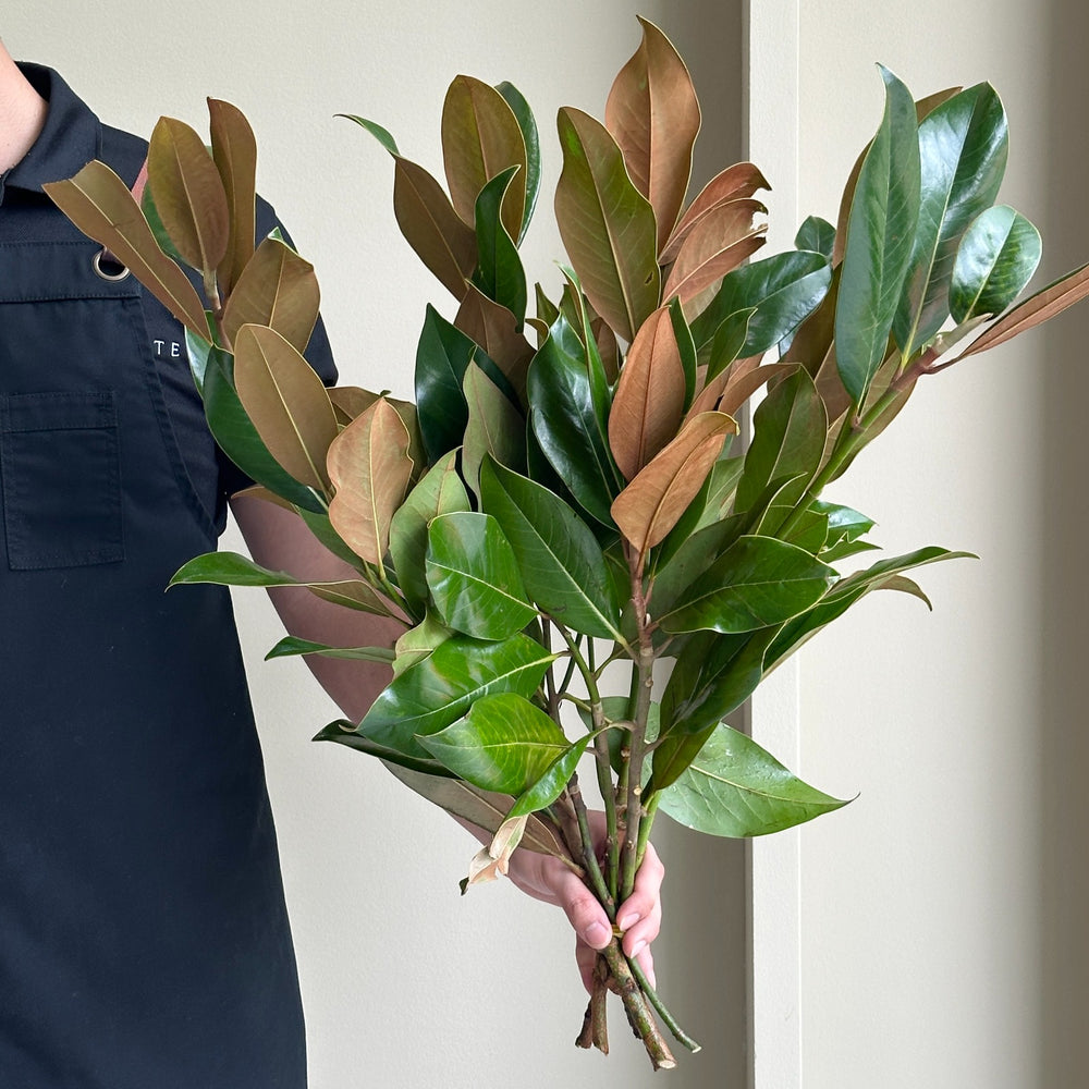 Magnolia Leaves