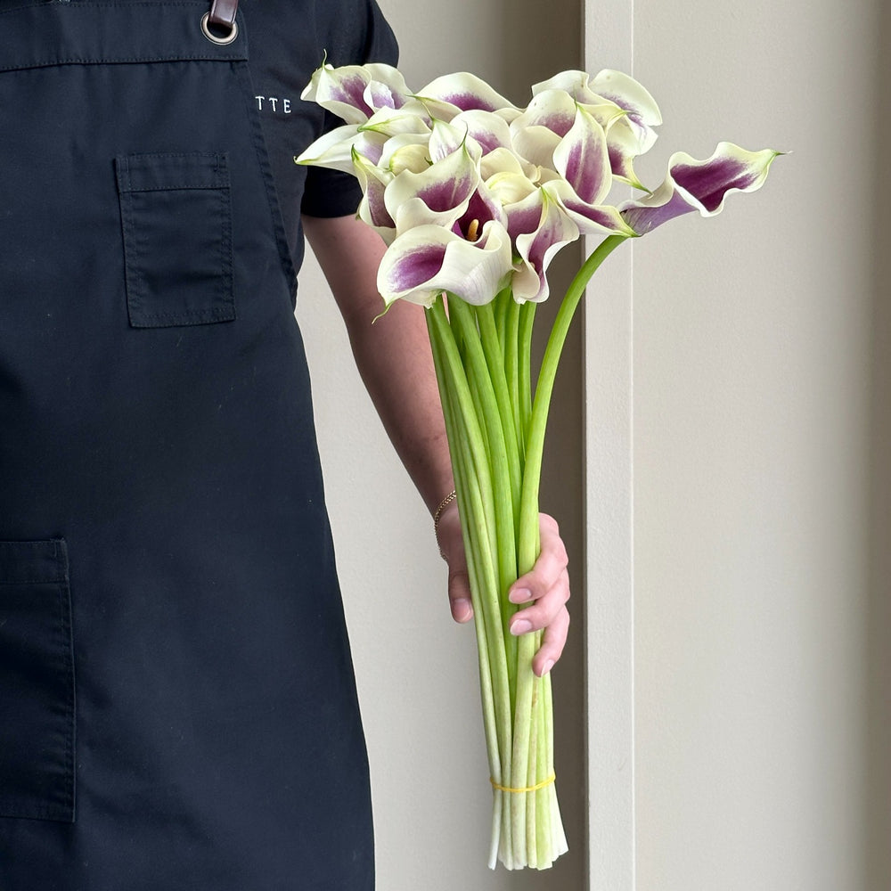Calla Lilies - Picasso Cream-Purple