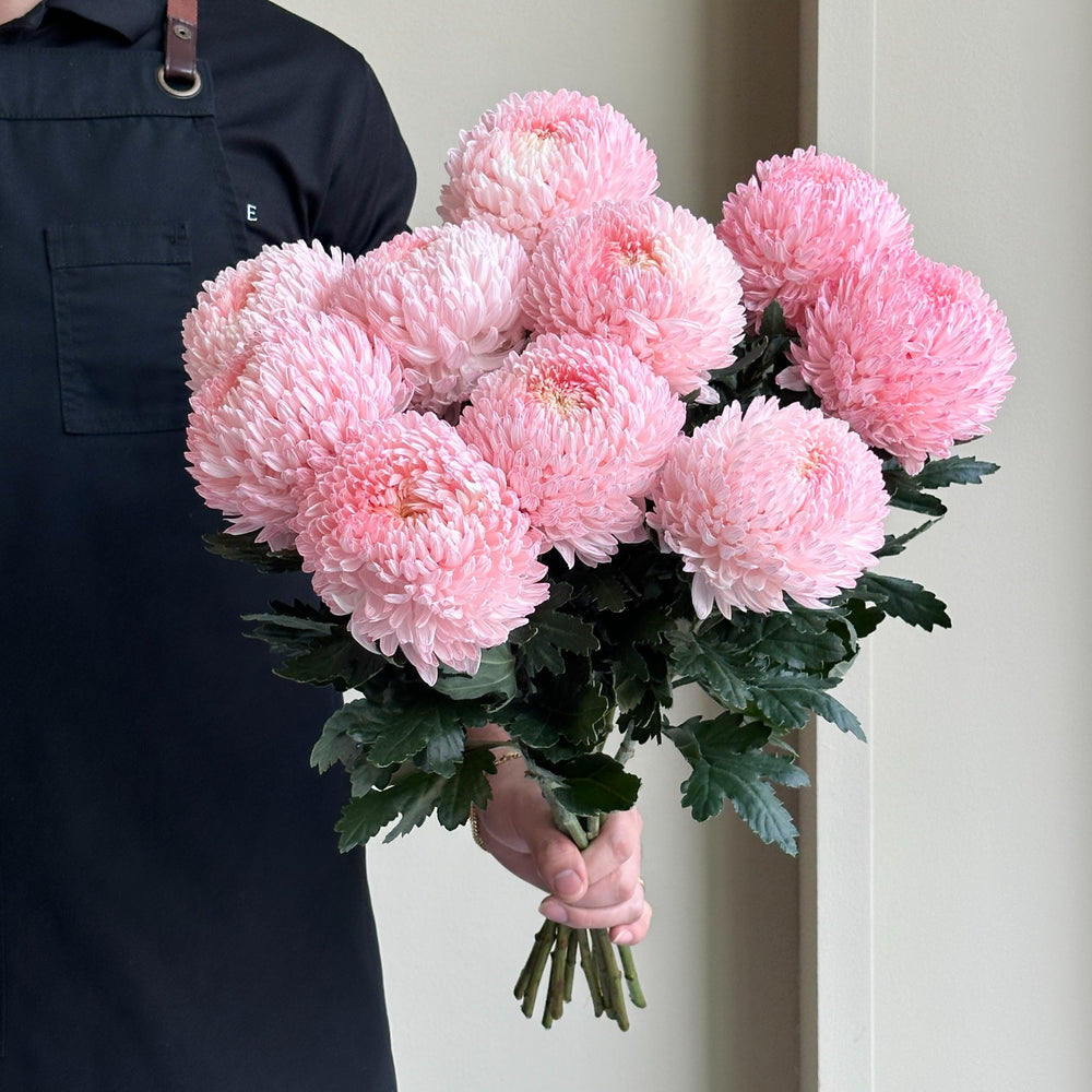 Chrysanthemum Peony - Perfect Dark Pink