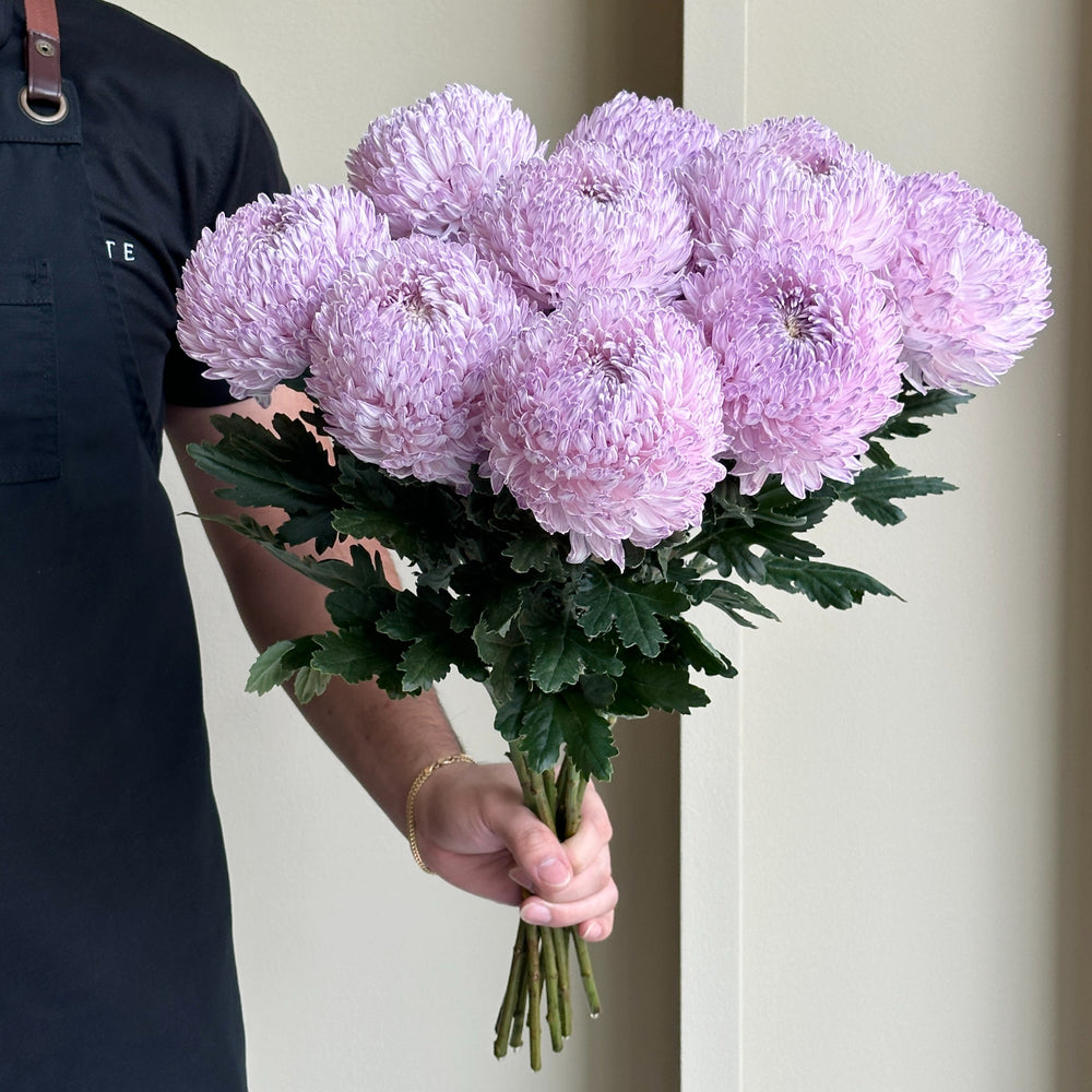 Chrysanthemum Peony - Pastel Purple