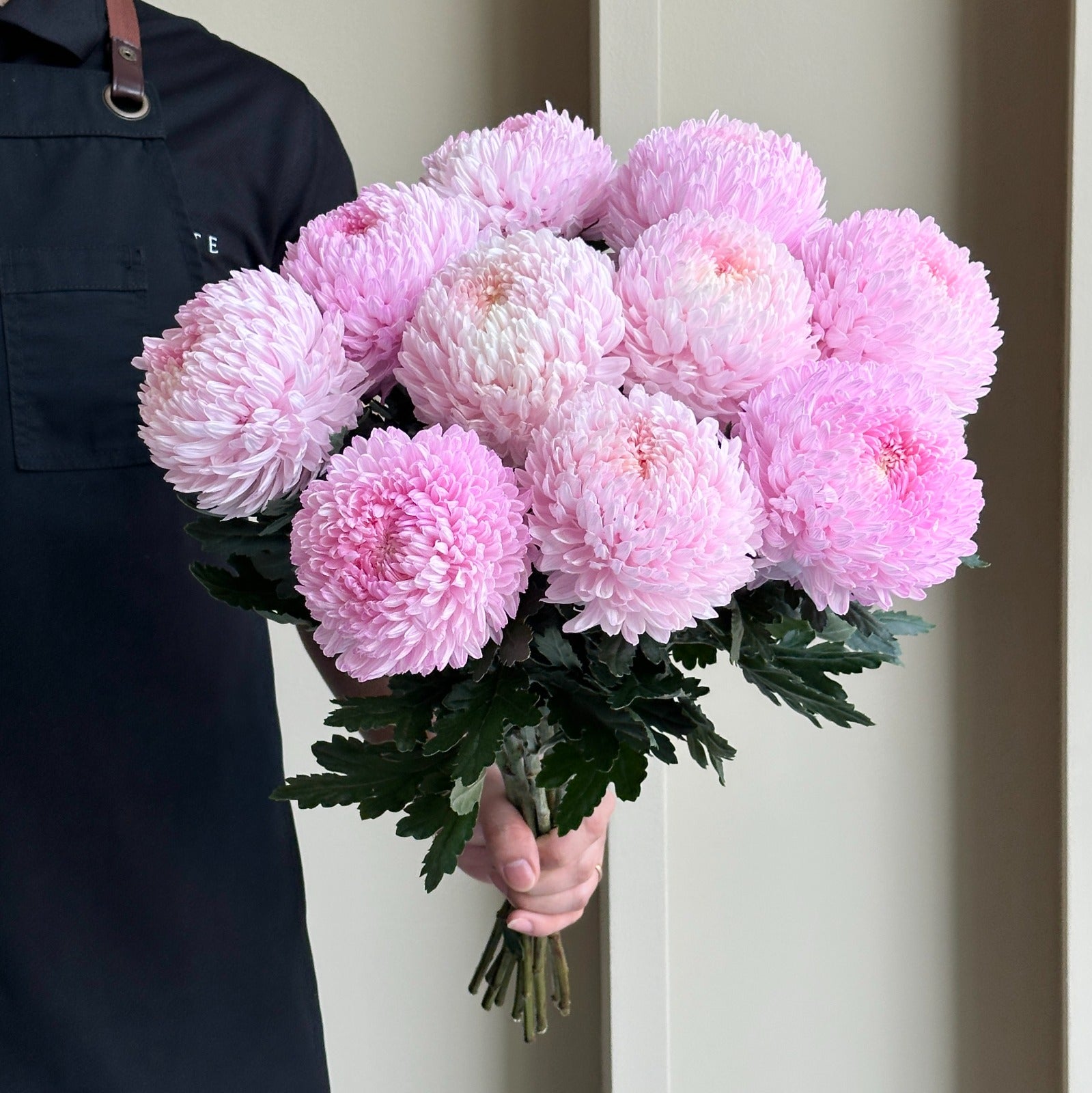 Chrysanthemum Peony - Pale Pink