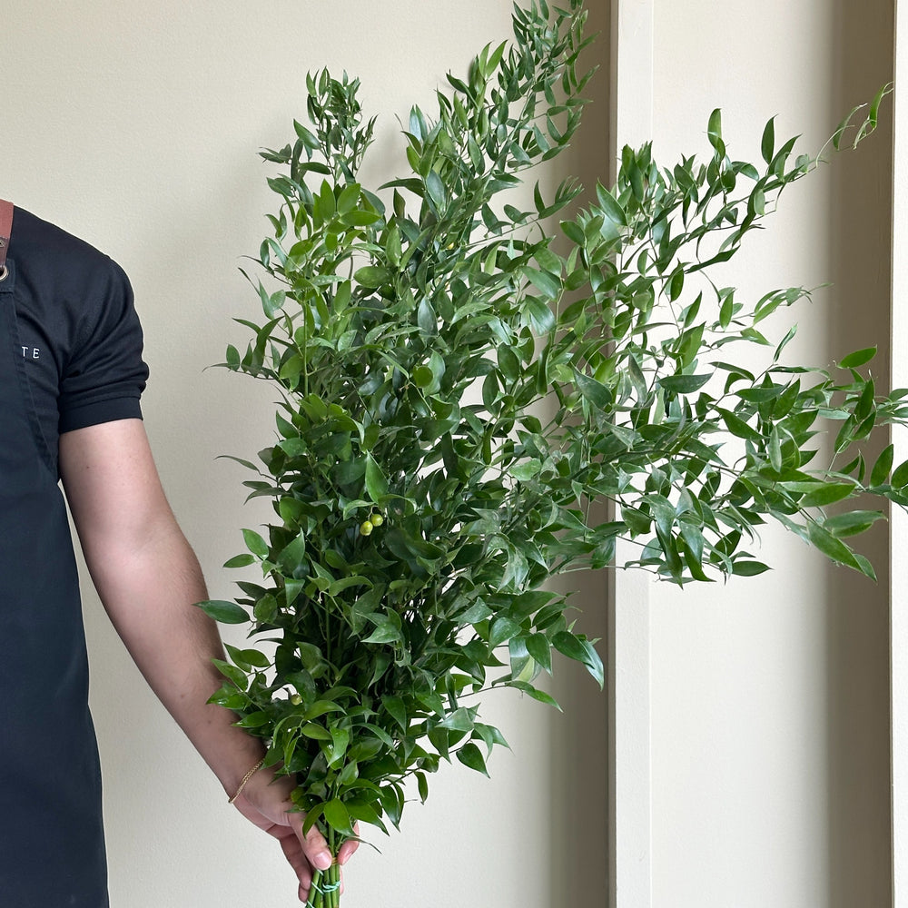 Italian Ruscus XL