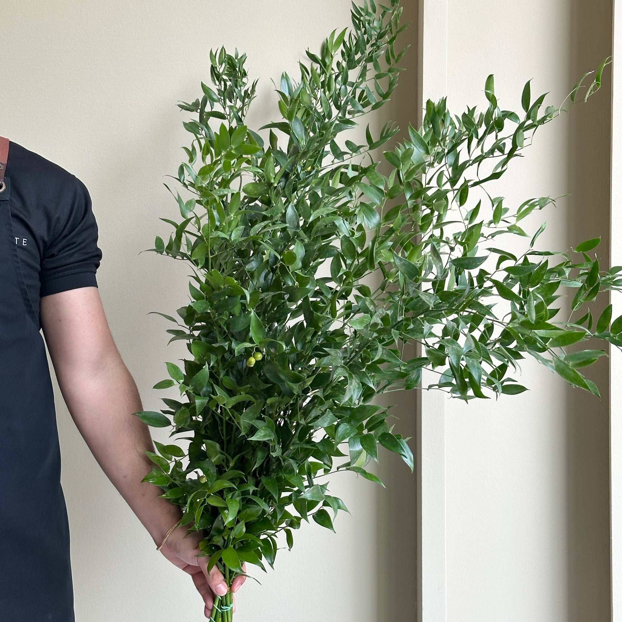 Italian Ruscus XL
