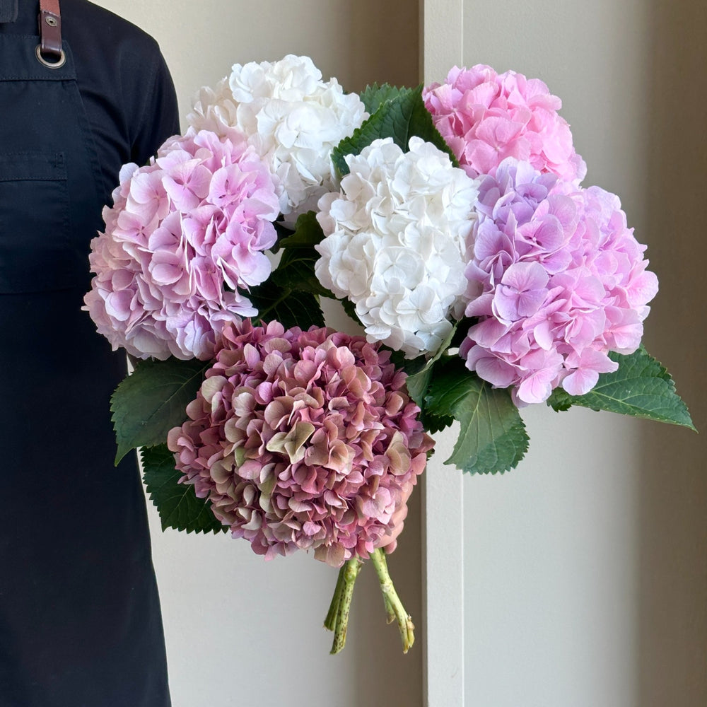 Hydrangeas - Pink & White Bliss Mix