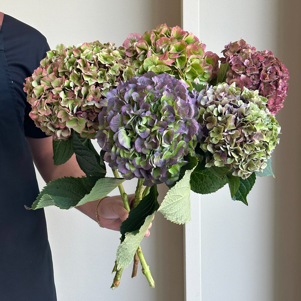 Hydrangeas - Enchanted Garden Mix