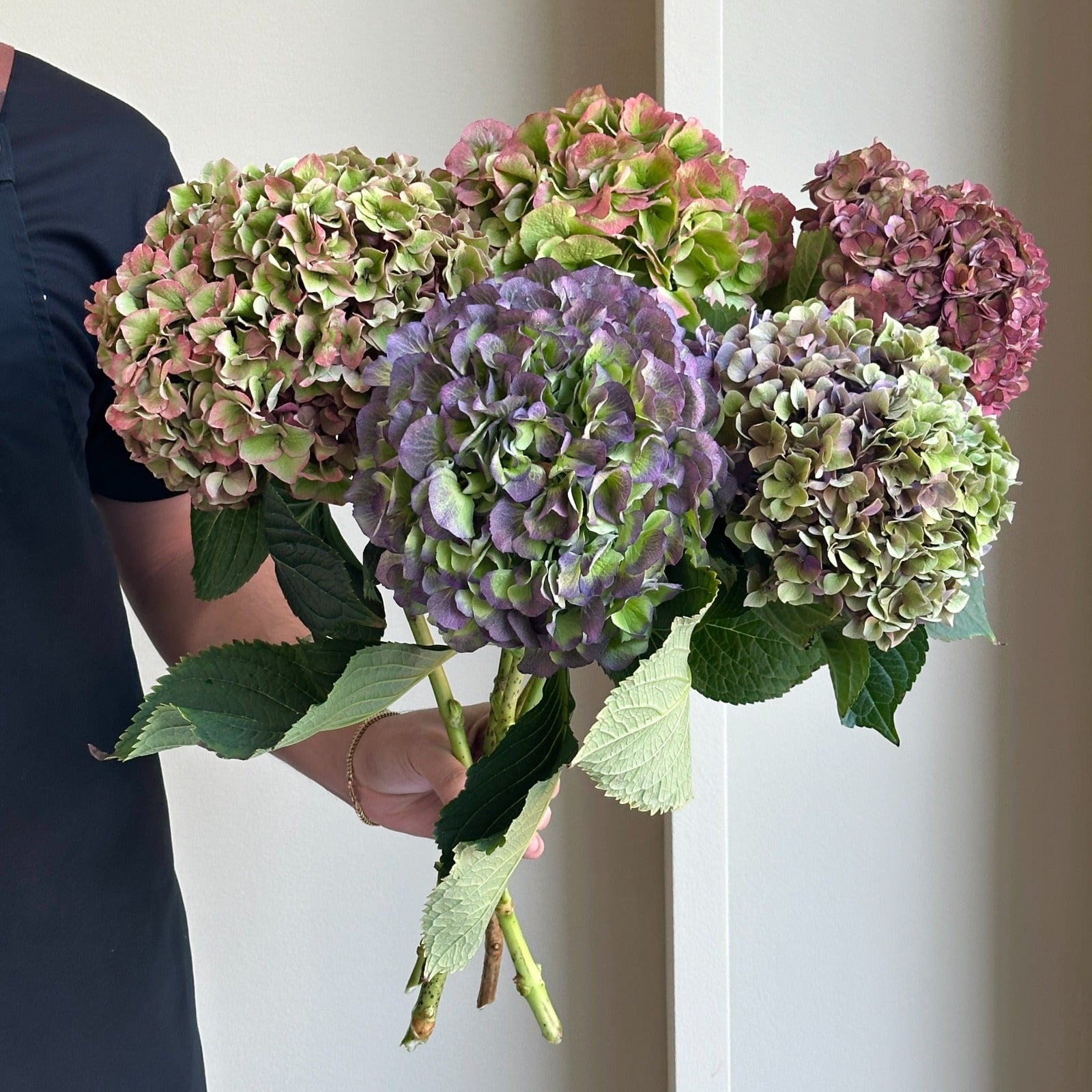 Hydrangeas - Enchanted Garden Mix