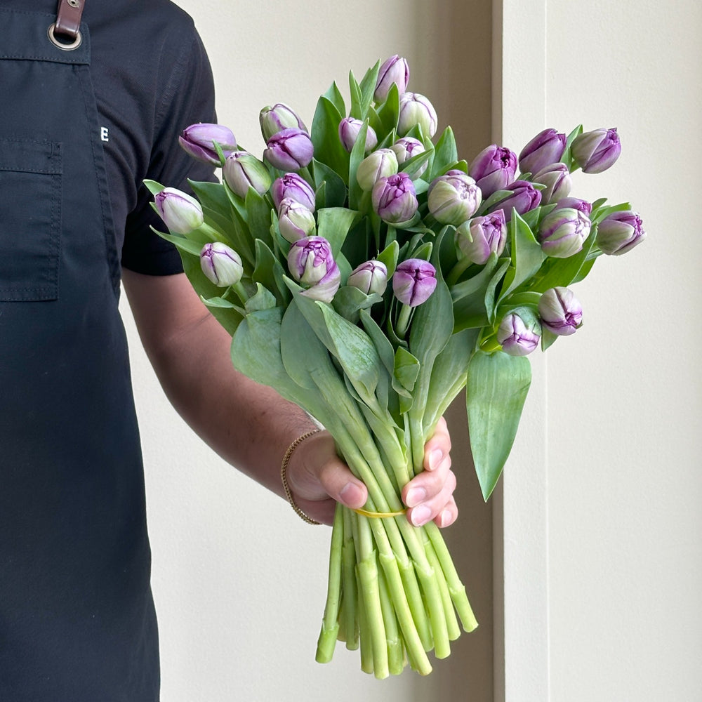 Tulips Double - Saigon Lavender