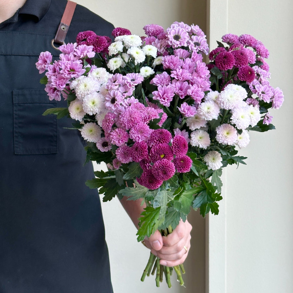 Chrysanthemum - Santini Magenta Purple Mix (15 Stem)