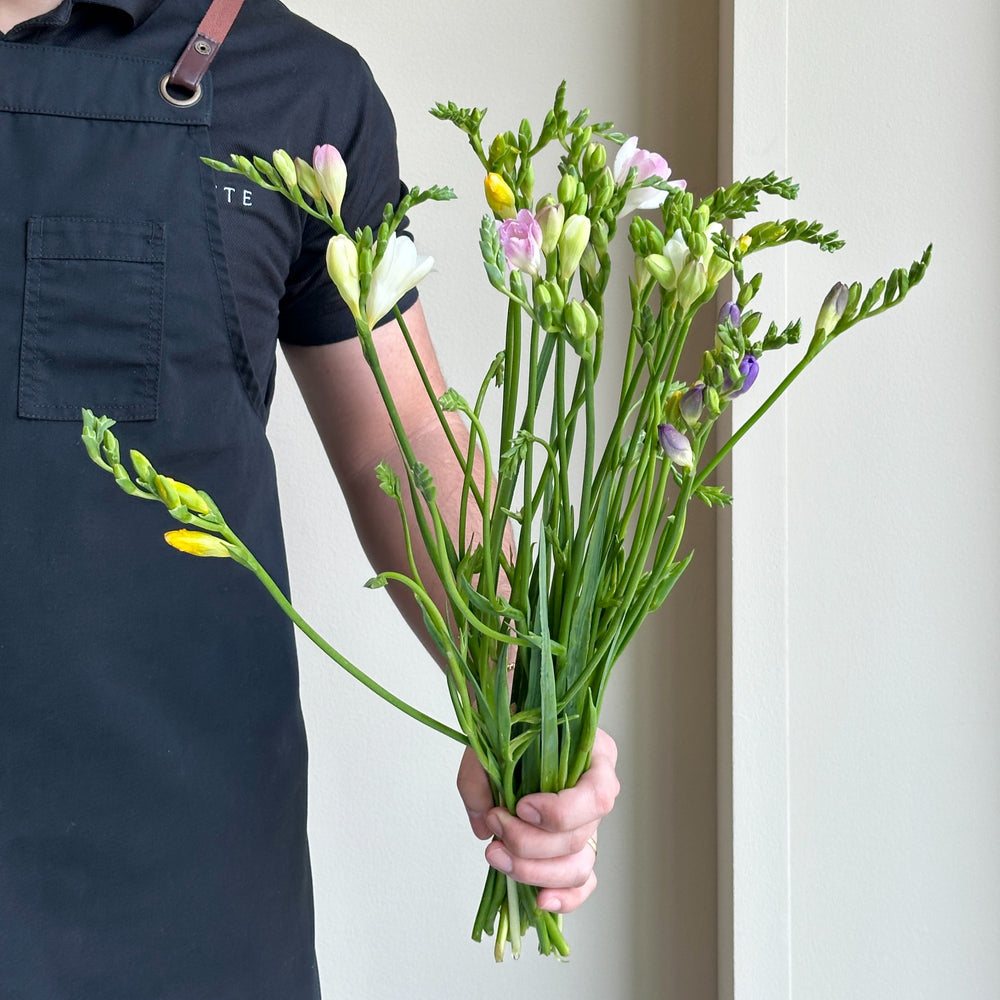 Freesias - Radiance Mix (20 stems)