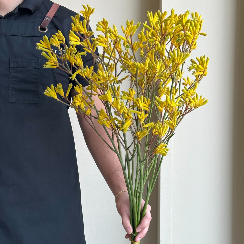 Kangaroo Paws - Yellow Gem (10 stems)