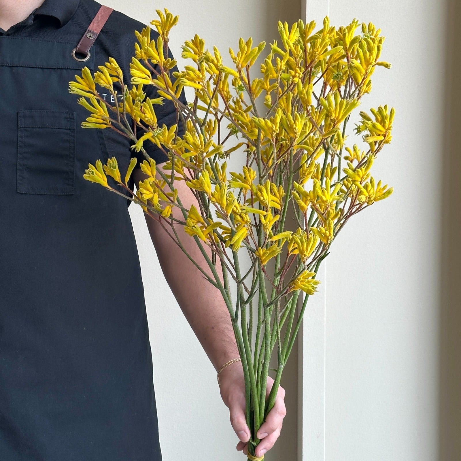 Kangaroo Paws - Yellow Gem (10 stems)