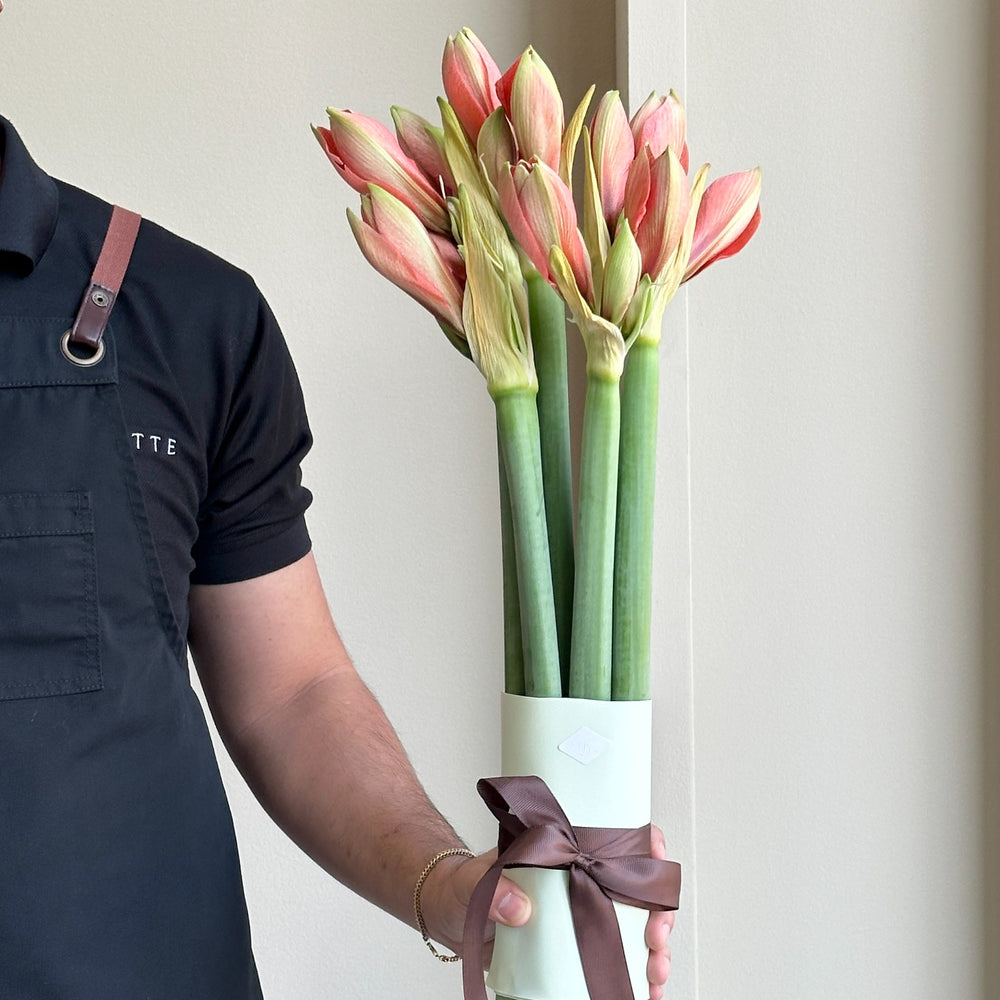 Amaryllis - Desire (6 stems)