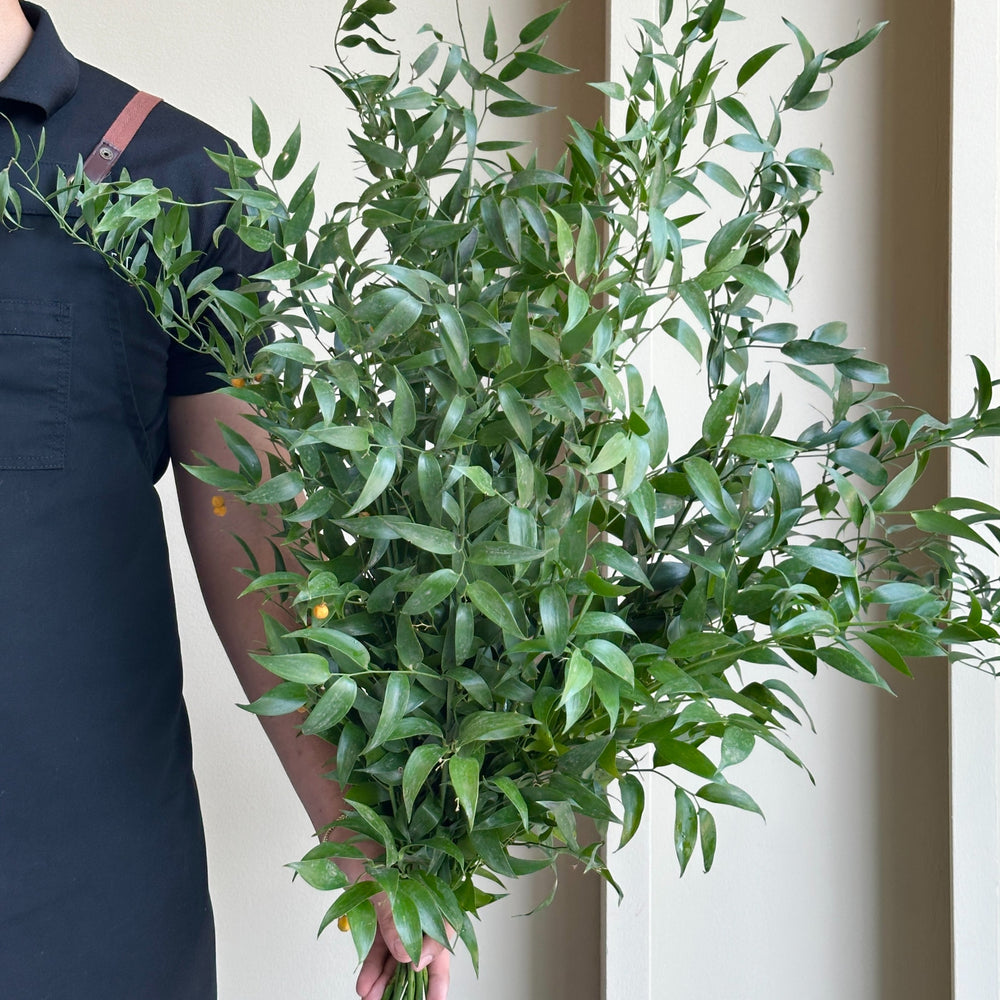 Italian Ruscus