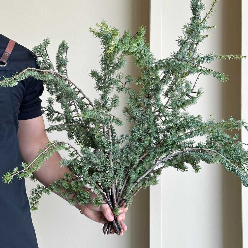 Cedrus Branches