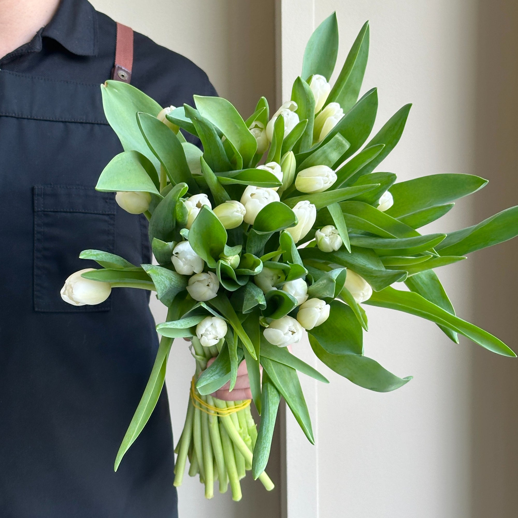 Tulips - Antarctica White