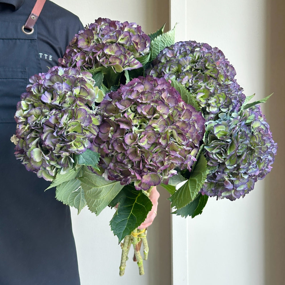 Hydrangeas - Elbtal Classic Purple