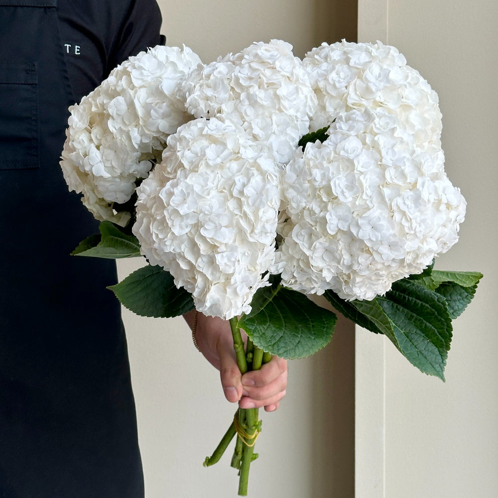 Hydrangeas - Royal Highness White XL