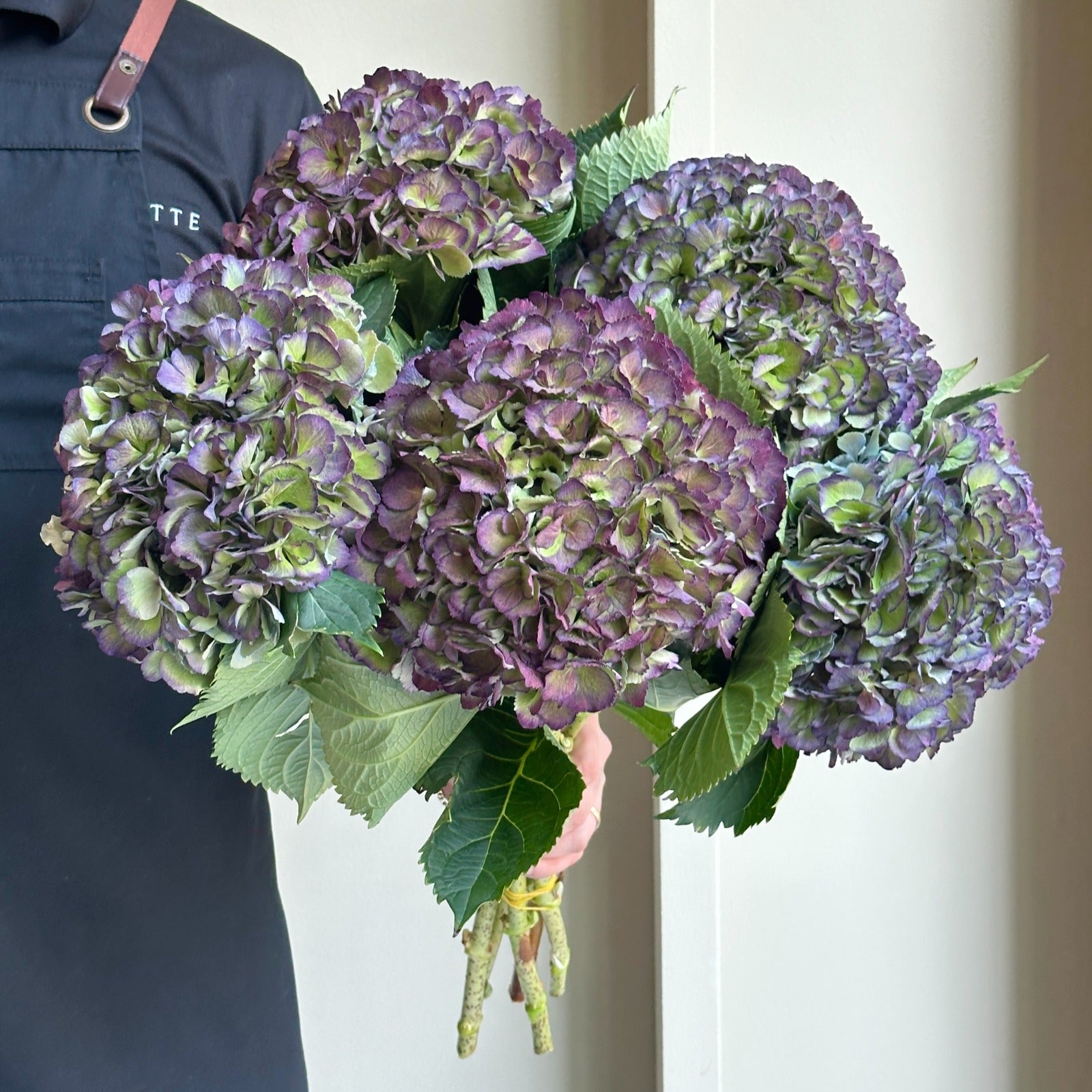 Hydrangeas - Elbtal Classic Purple