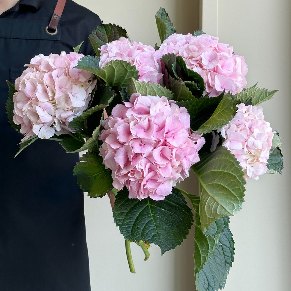 Hydrangeas - Royal Impress (Lollipop)