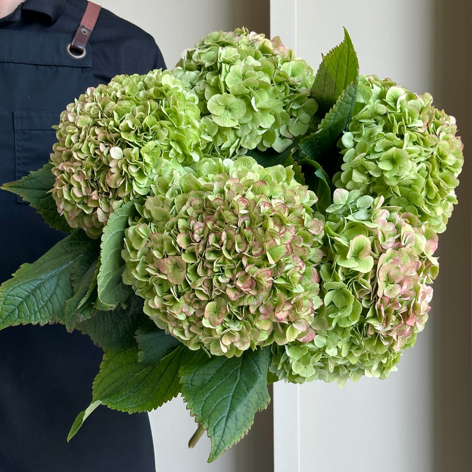 Hydrangeas - Ch Rodeo Classic