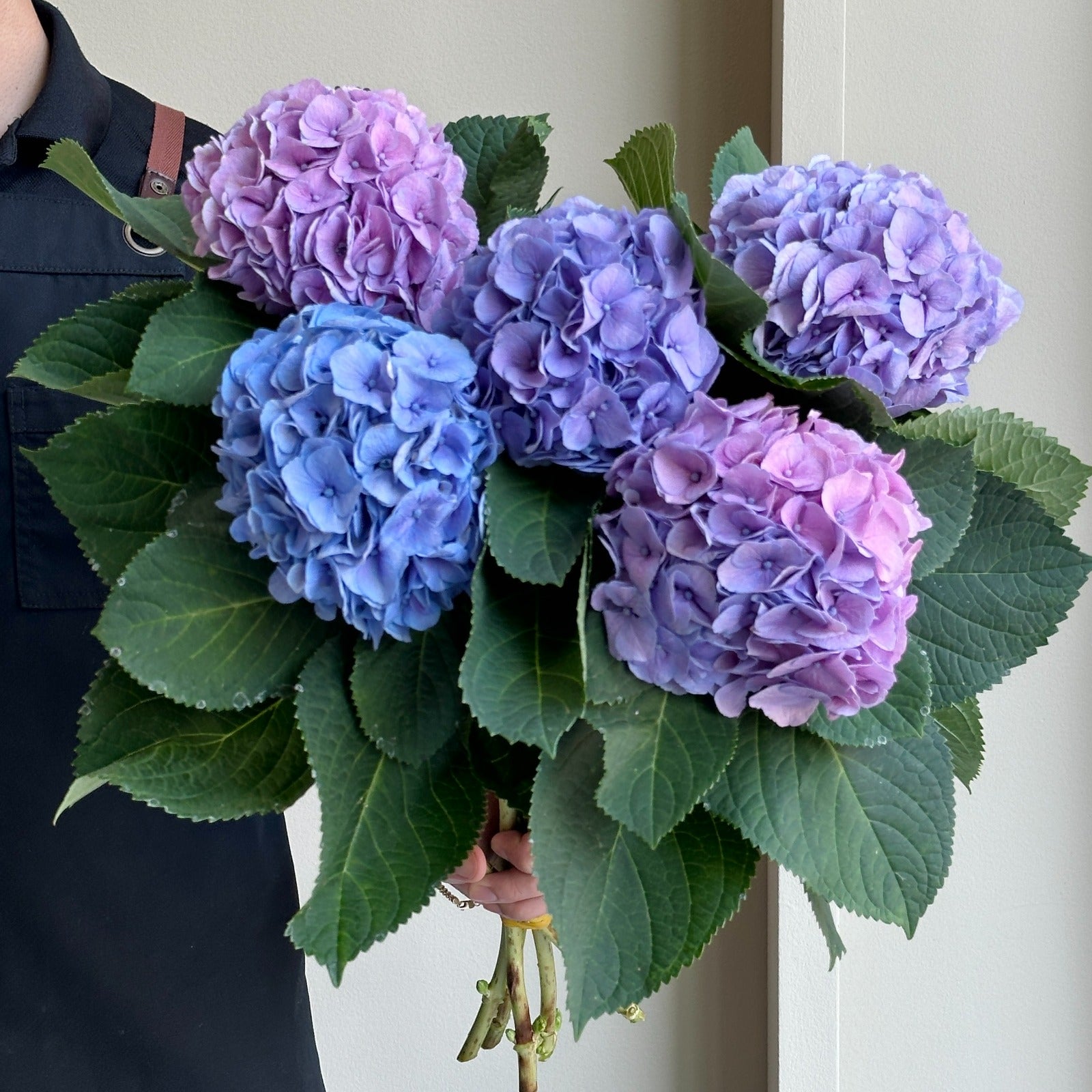 Hydrangeas - My Heaven Blauw (Lollipop)