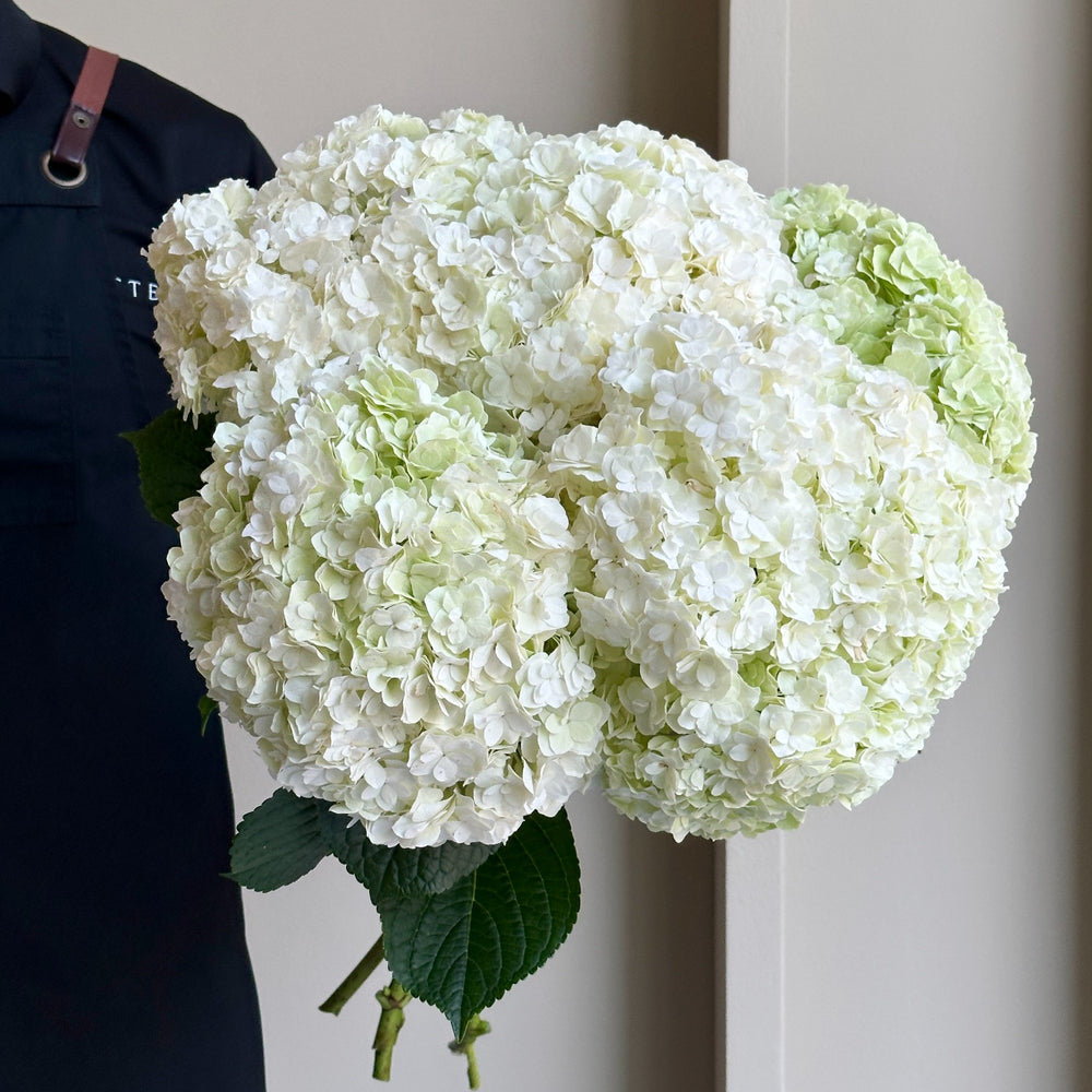 Hydrangeas - Royal Highness Green XL