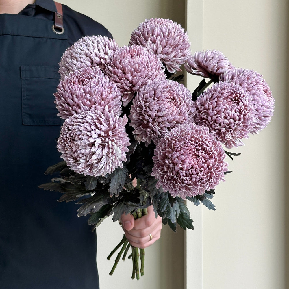 Chrysanthemum Peony - Maroon