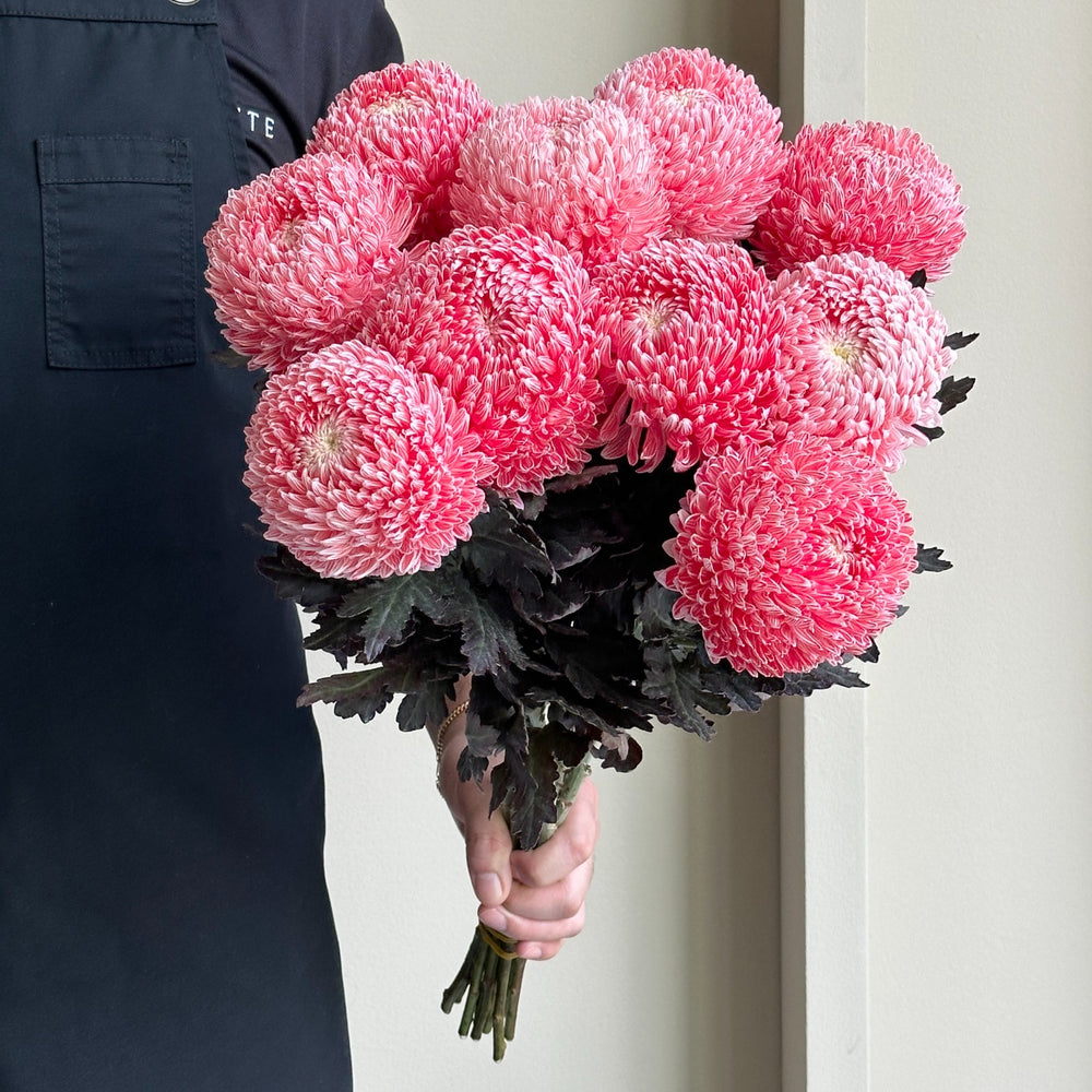 Chrysanthemum Peony - Lava Red